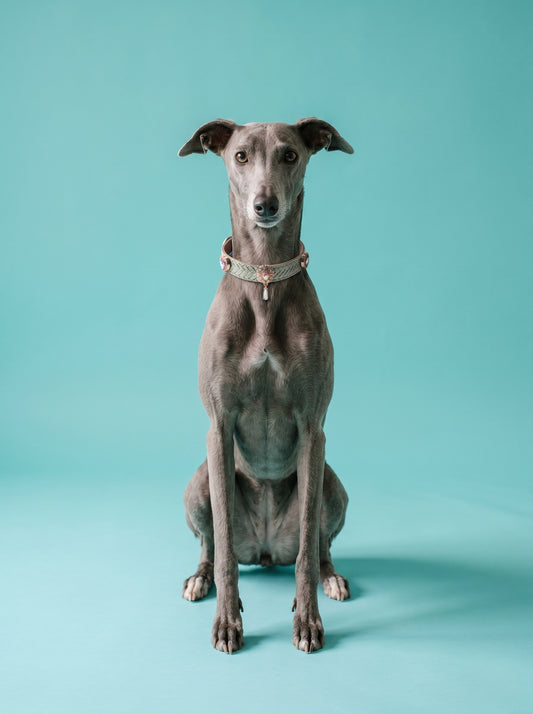 Luxury Quality Mint Green Dog Collar