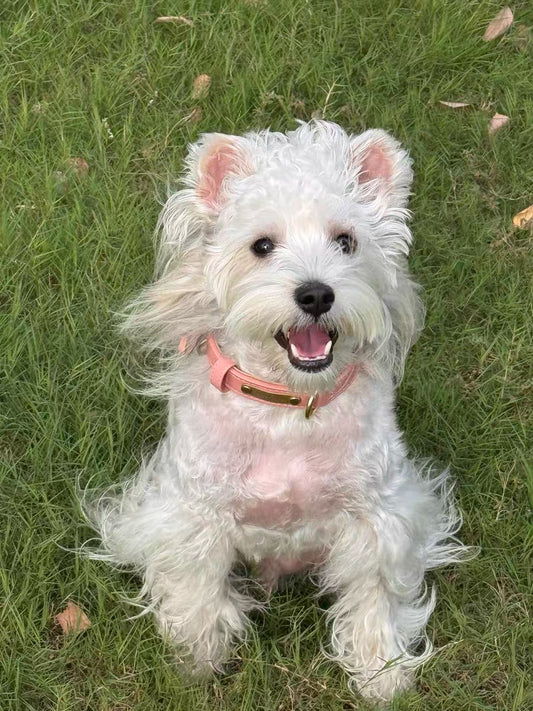 Soft leather dog collar | personalization