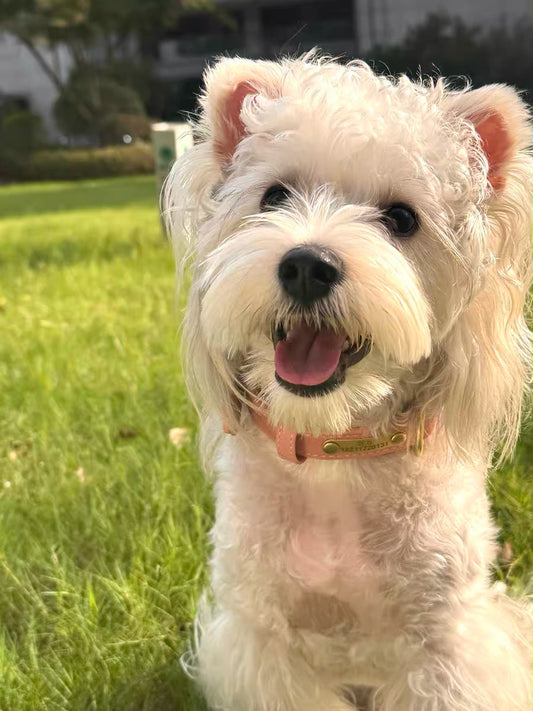 Soft leather dog collar | personalization