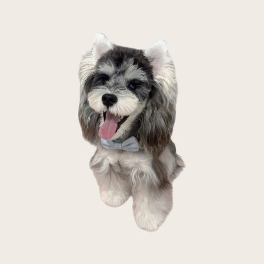 Solid Tweed Dog Collar | personalization