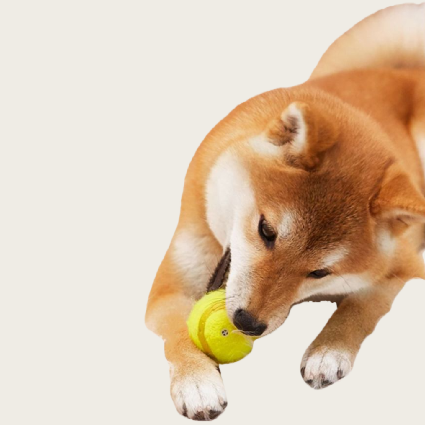 Dog Chew Toy Bouncy Ball